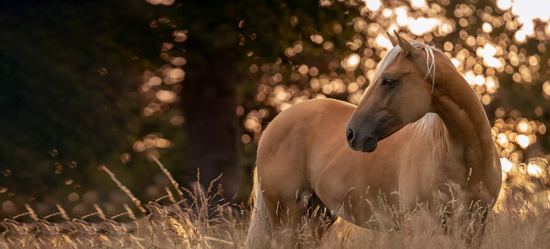 hintergrund-sarina-start